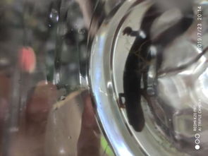 下水道里跑出來(lái)的形似蠑螈的東西